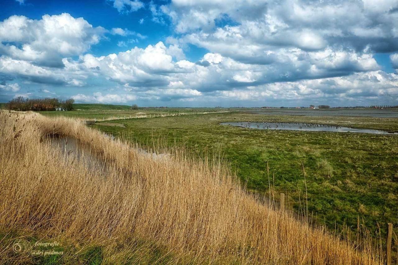 Hogezoom 131 Villa Renesse Eksteriør billede